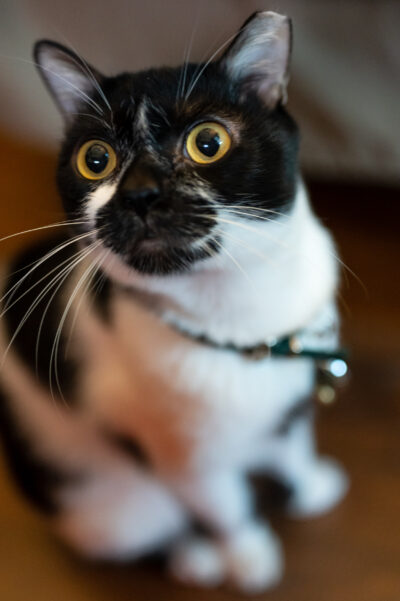 Coby